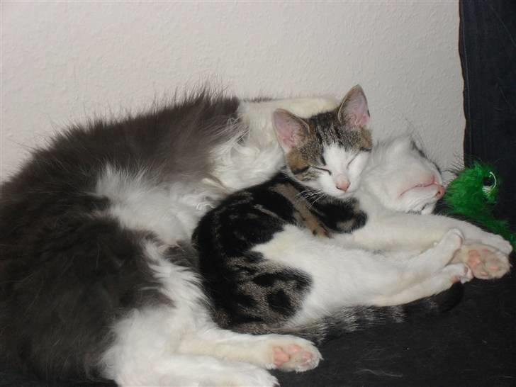 Huskat jinnie - jinnie og chilli  billede 7