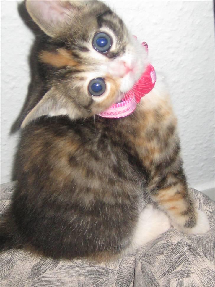 Blanding af racer miw - her er jeg 4 uger og 5 dage billede 1