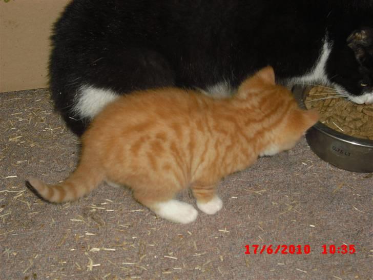 Blanding af racer Garfield<3 R.I.P billede 6