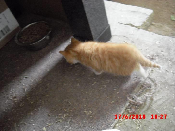 Blanding af racer Garfield<3 R.I.P - så er man lige ude og gå sin sædvanlige morgen tur :D billede 7