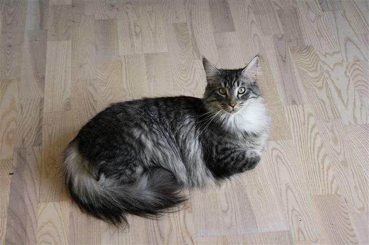 Blanding af racer Krølle billede 1