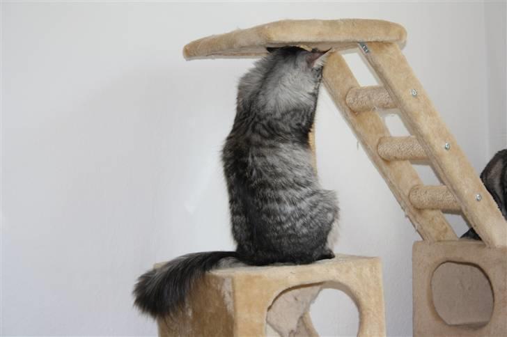 Blanding af racer Krølle billede 2