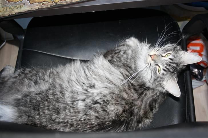 Blanding af racer Krølle billede 3