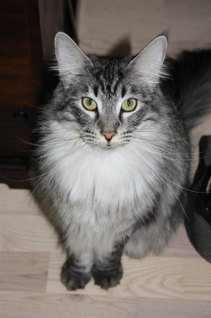 Blanding af racer Krølle billede 4