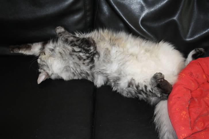 Blanding af racer Krølle billede 5