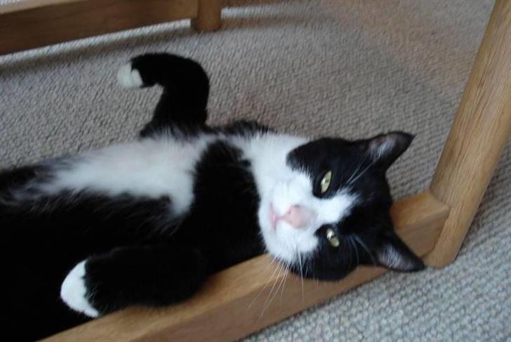 Huskat Kisser*vil altid huskes* billede 1