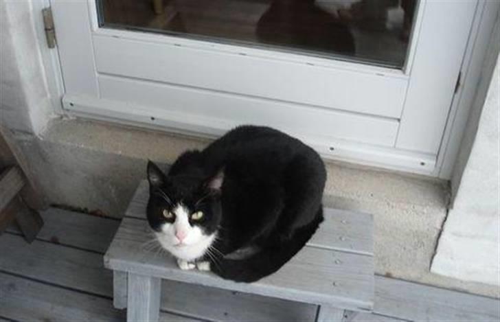 Huskat Kisser*vil altid huskes* billede 2