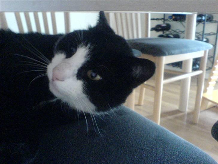 Huskat Kisser*vil altid huskes* billede 3