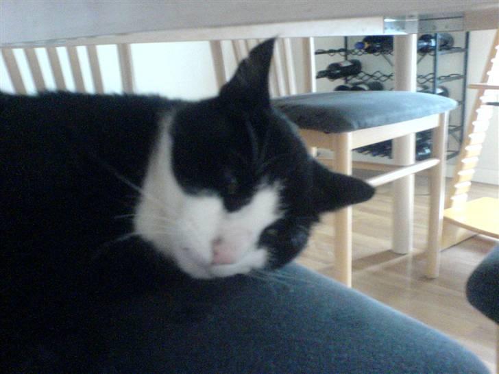 Huskat Kisser*vil altid huskes* billede 4