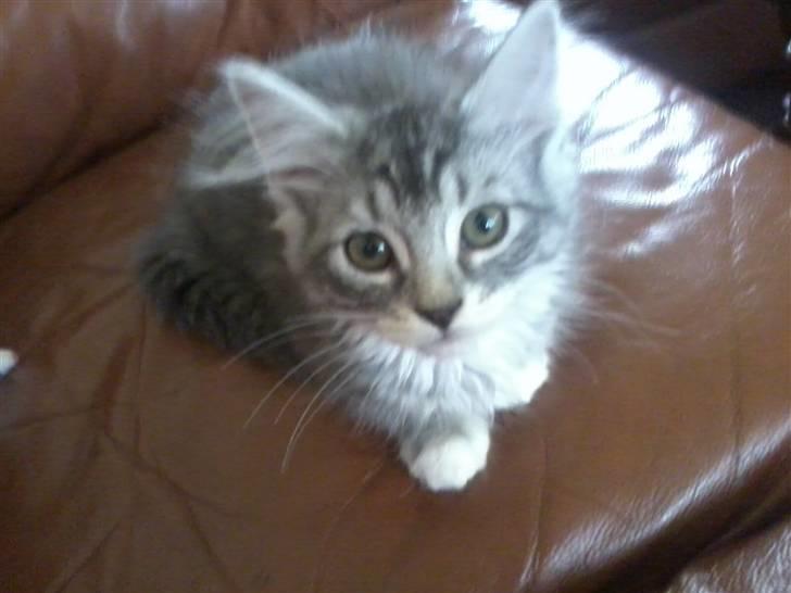 Maine Coon Nala billede 1