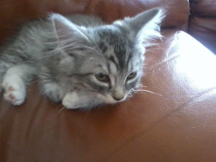 Maine Coon Nala billede 2