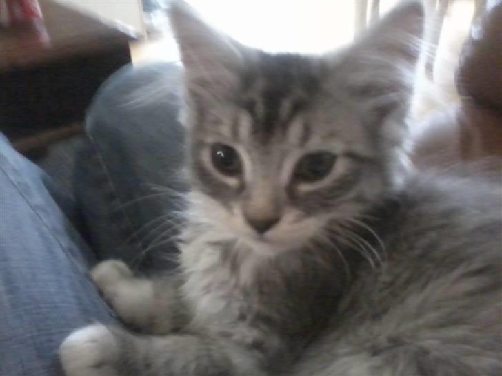 Maine Coon Nala billede 3