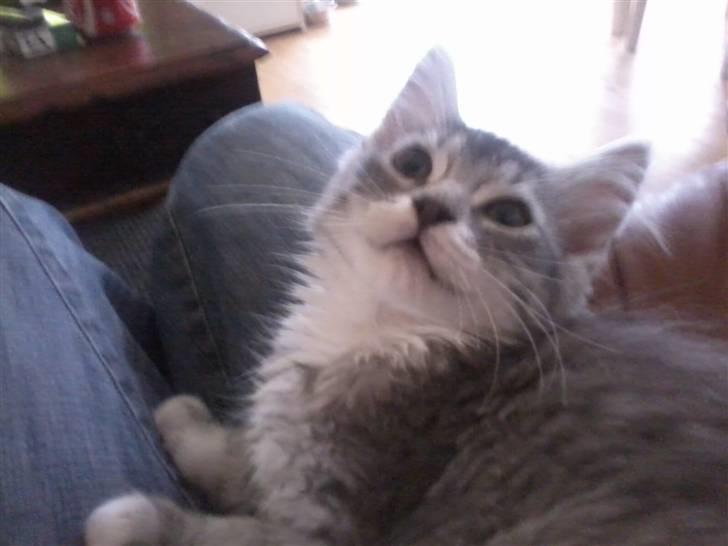 Maine Coon Nala billede 4