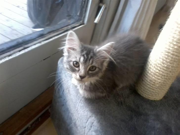 Maine Coon Nala billede 5