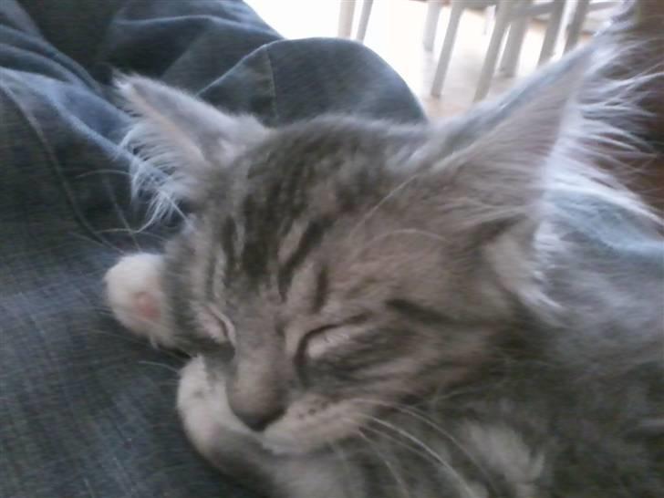 Maine Coon Nala billede 6