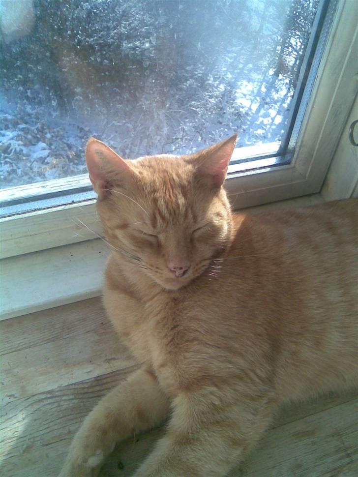 Huskat Lucky billede 10