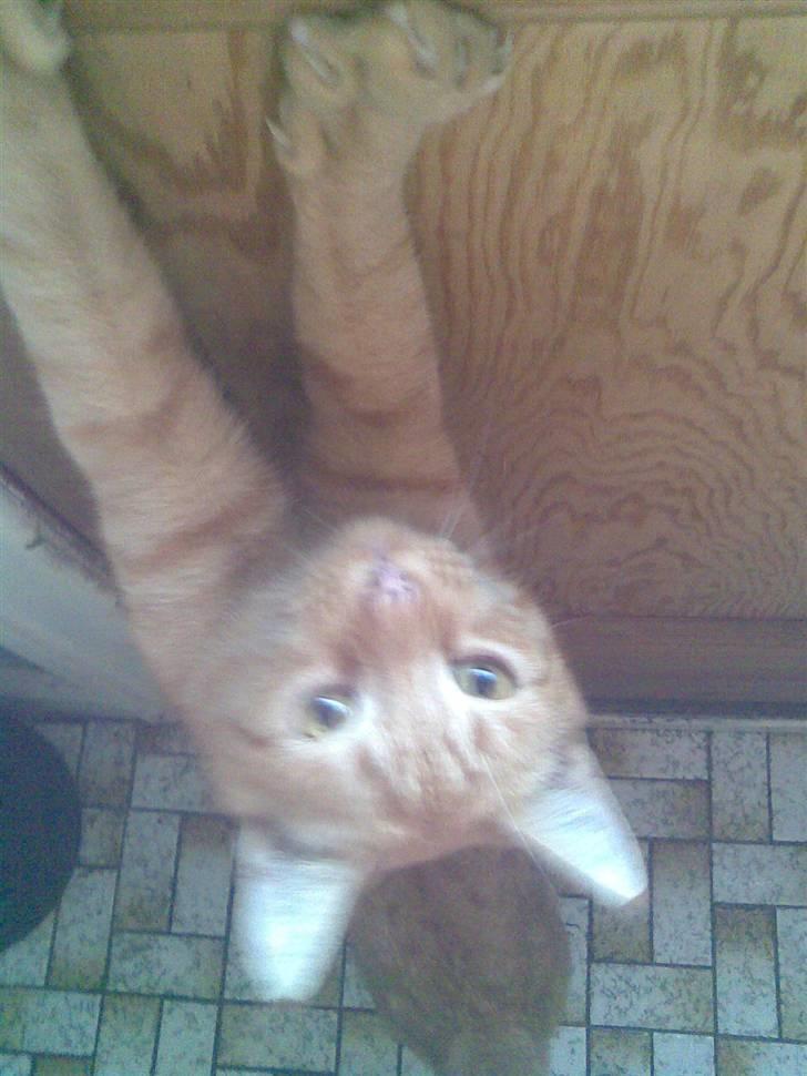 Huskat Lucky billede 11