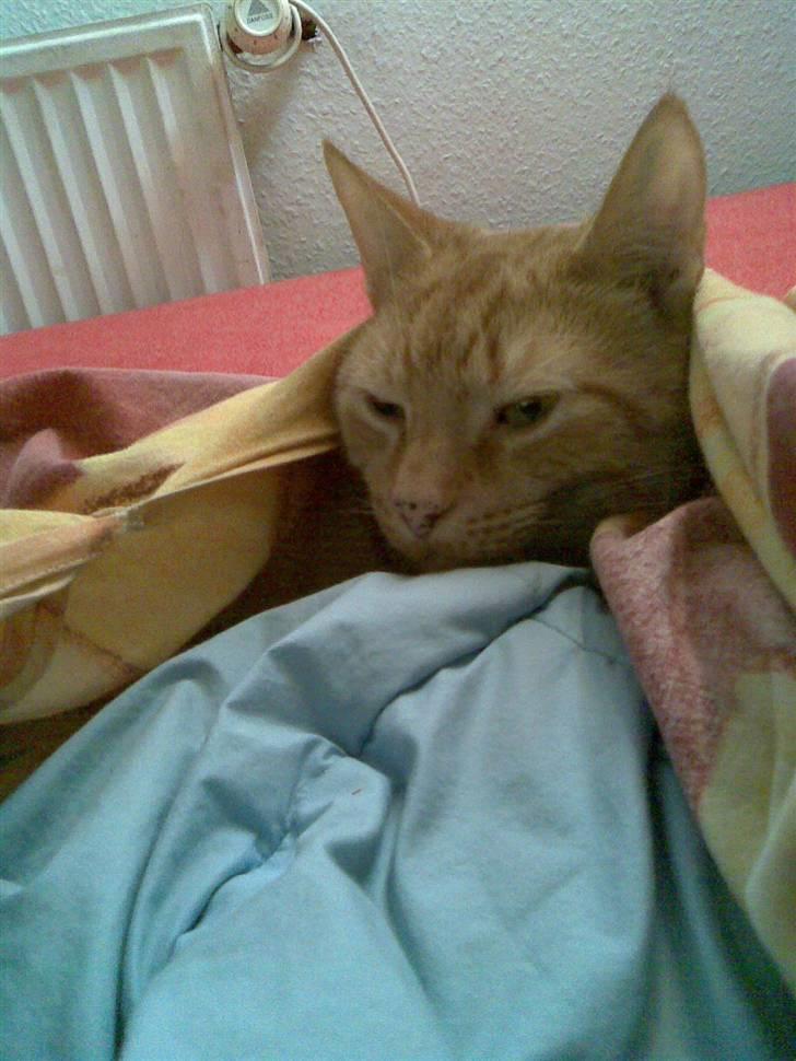 Huskat Lucky billede 12