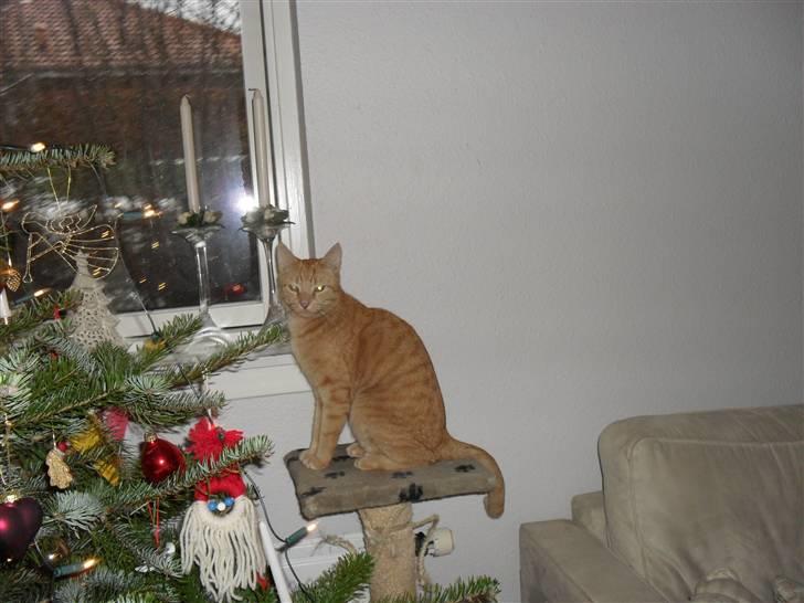 Huskat Lucky billede 13