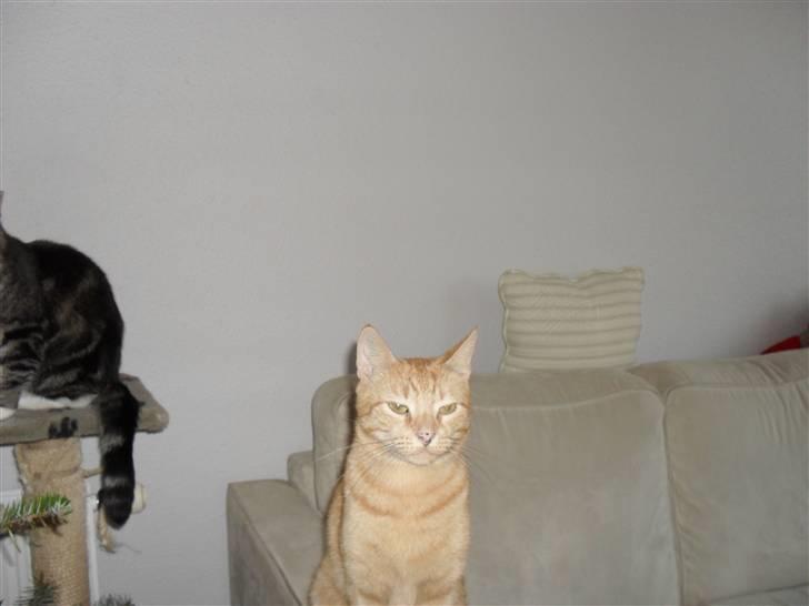 Huskat Lucky billede 14