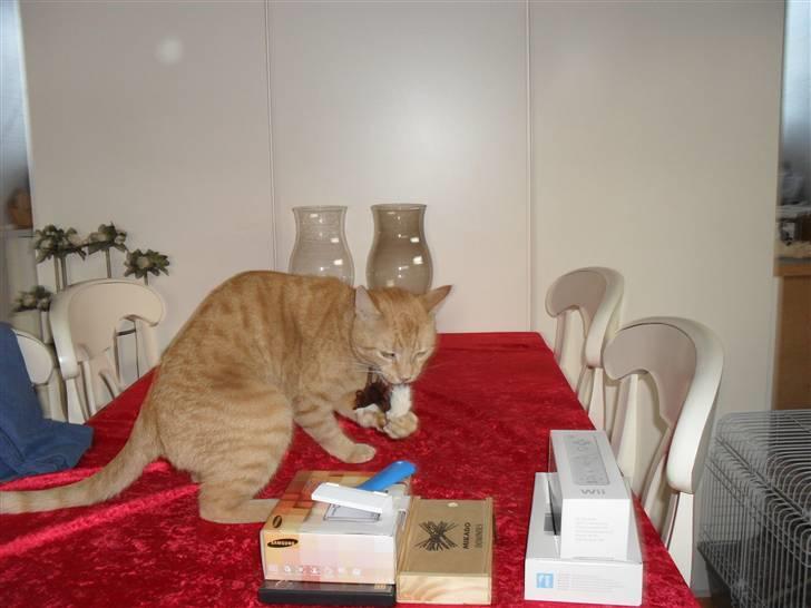 Huskat Lucky billede 15