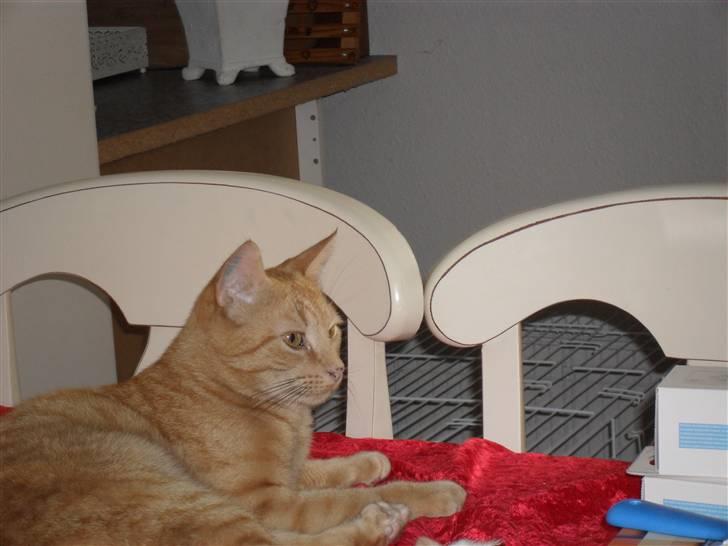 Huskat Lucky billede 16