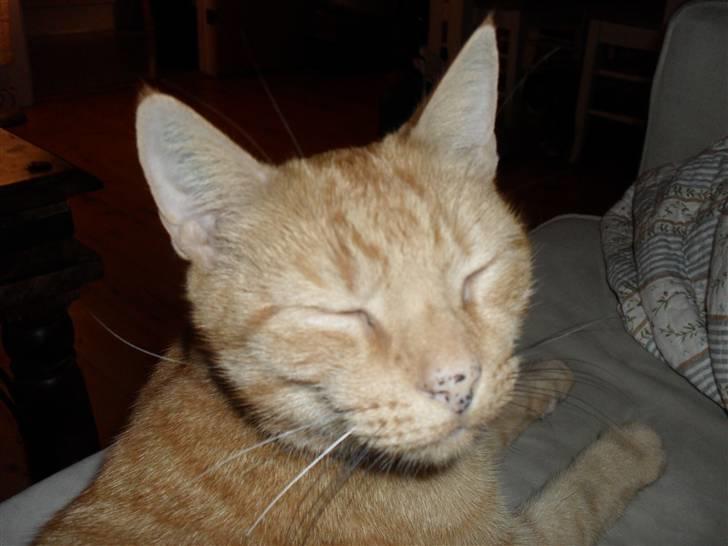 Huskat Lucky billede 17