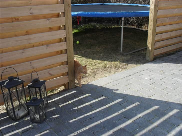 Huskat Lucky billede 18