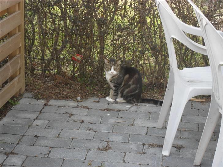 Huskat Luna billede 1