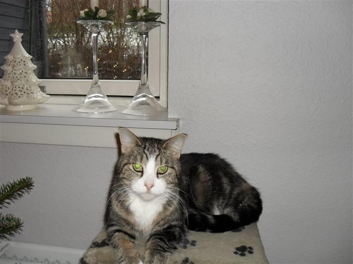 Huskat Luna billede 2