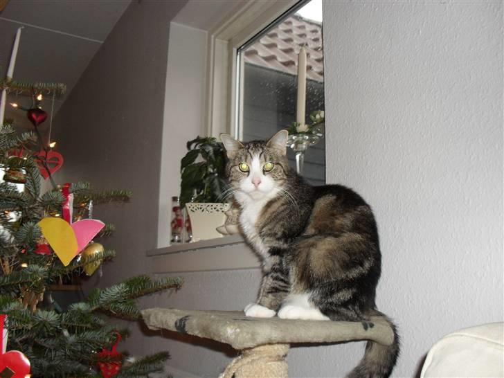 Huskat Luna billede 3