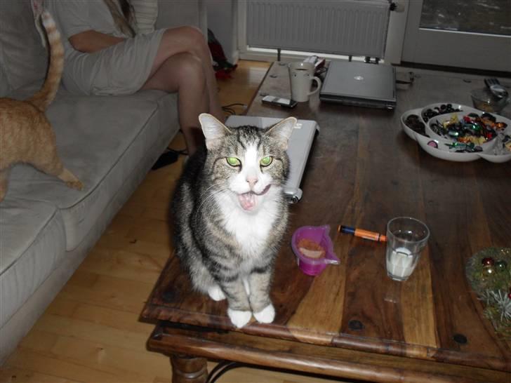 Huskat Luna billede 4