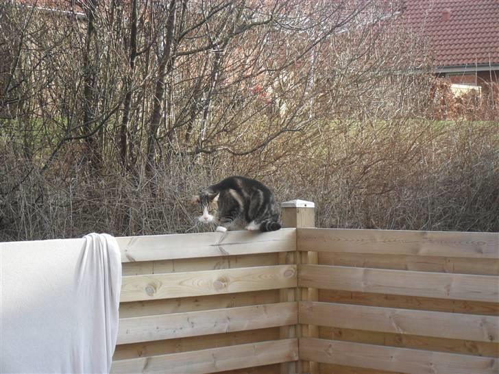 Huskat Luna billede 5