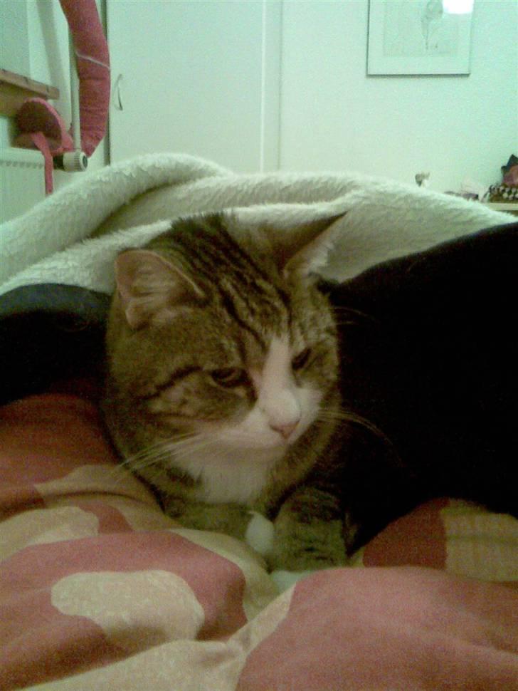 Huskat Luna billede 6