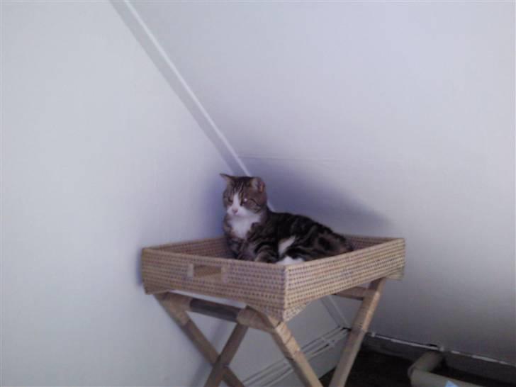 Huskat Luna billede 7