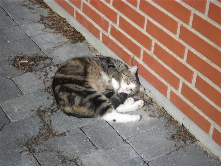 Huskat Luna billede 9