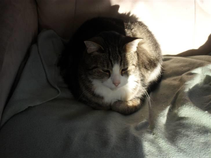 Huskat Luna billede 10