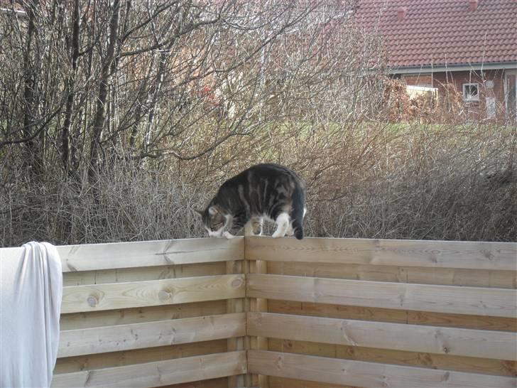 Huskat Luna billede 11