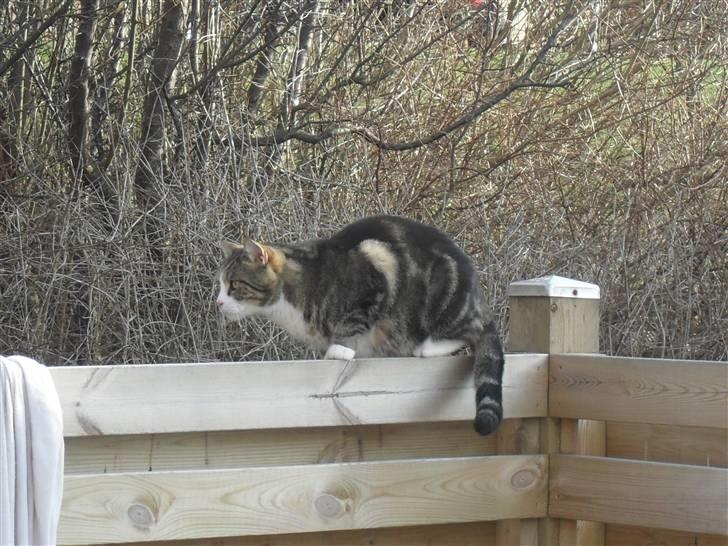 Huskat Luna billede 12