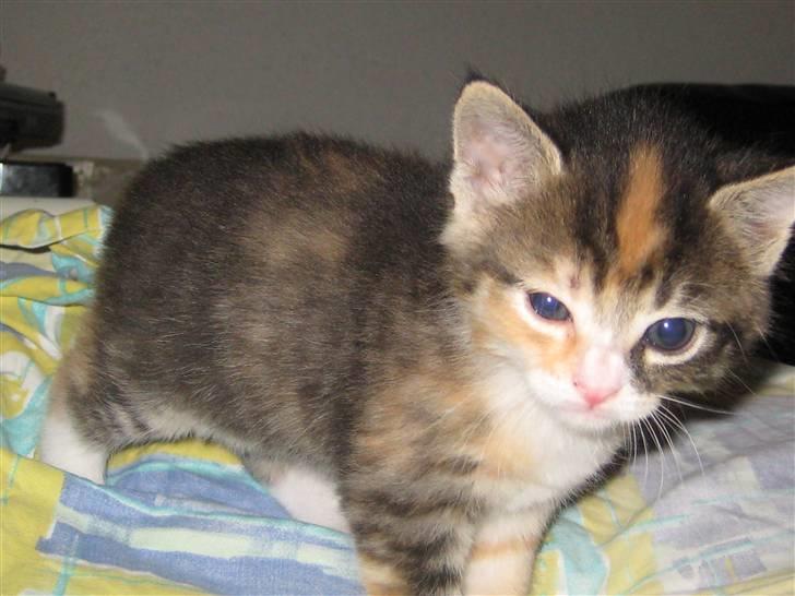 Blanding af racer miw billede 2