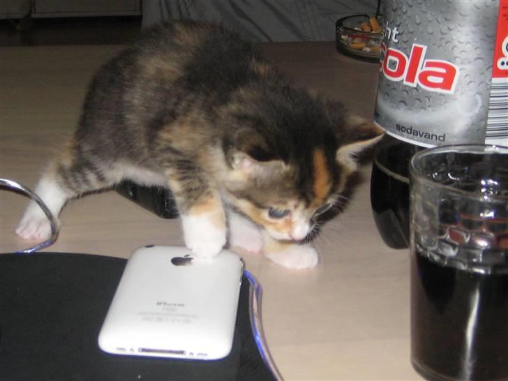 Blanding af racer miw billede 3