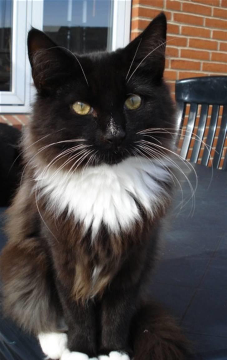 Norsk Skovkat * JACK/ MICHAEL JACKSON* - Nyt billede 16