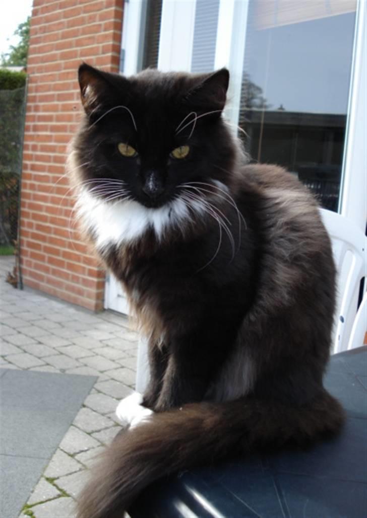 Norsk Skovkat * JACK/ MICHAEL JACKSON* - Nyt: billede 17