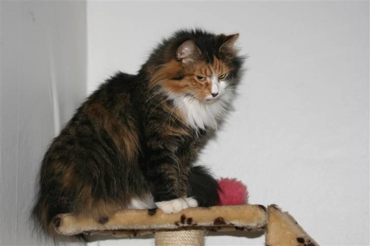 Blanding af racer Sif billede 16