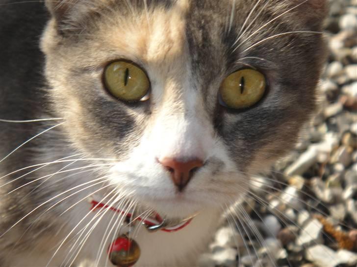 Huskat Tazi billede 14