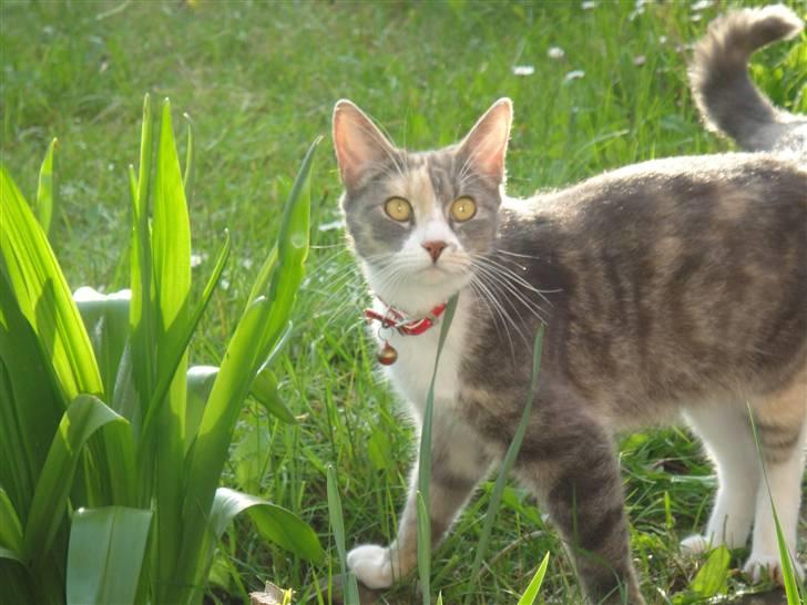 Huskat Tazi billede 15