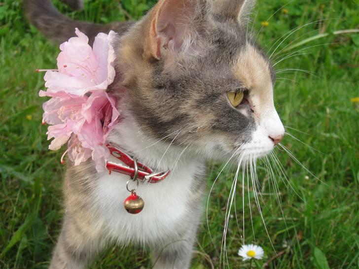 Huskat Tazi billede 16