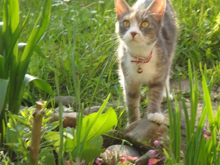 Huskat Tazi billede 17