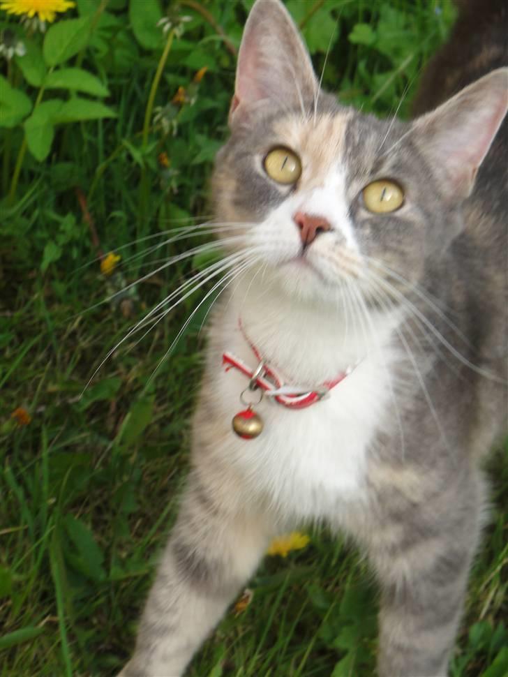 Huskat Tazi billede 18