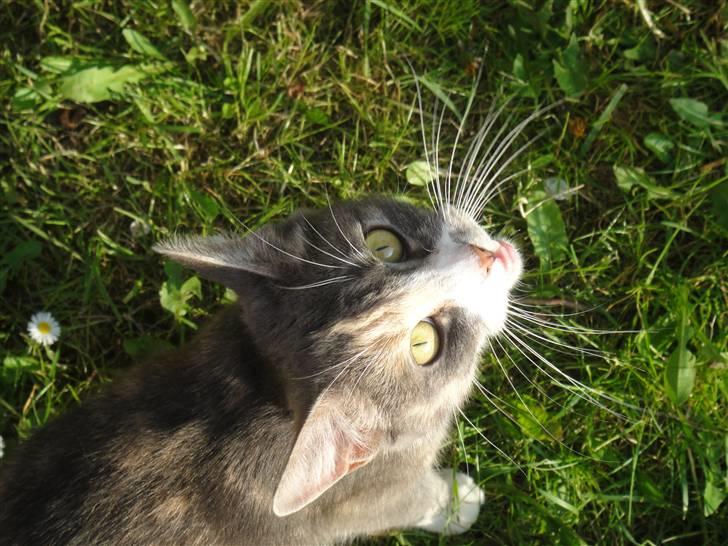 Huskat Tazi billede 19